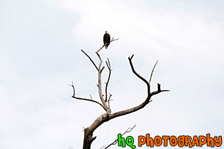 Eagle Sitting on a Branch