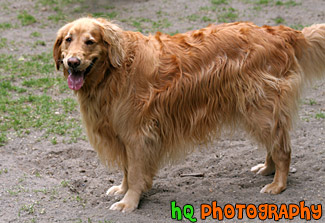 Golden Retriever Panting