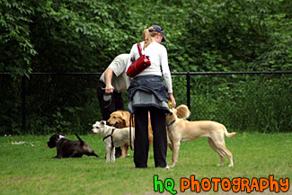 People Playing with Dogs in Dog Park