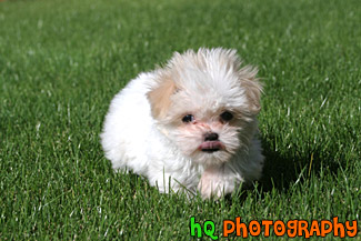 Maltese Puppy Running