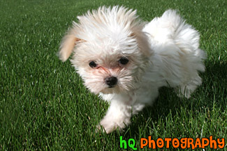 Maltese Puppy Close Up