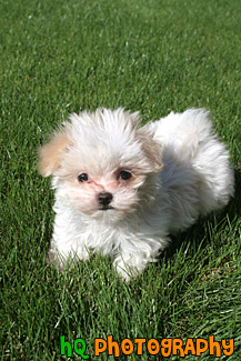 Maltese Puppy Laying on Grass