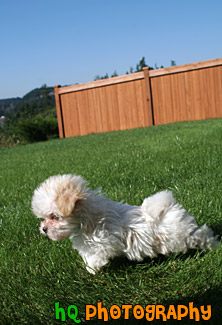 White Maltese Puppy Standing