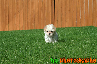 White Puppy Running