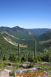 Mountains and New Growth of Gifford Pinchot