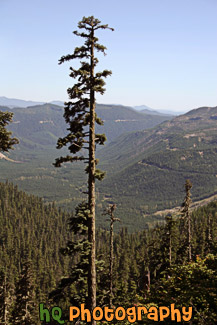 Tall Evergreen of Gifford Pinchot National Forest