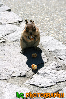 Squirrel Eating a Cracker Jack