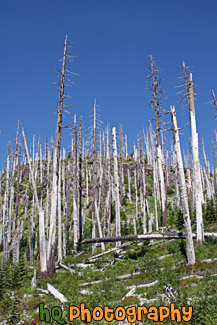Devastation of Trees