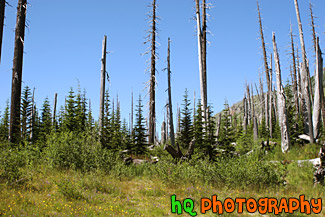 Forest Near Mt. St. Helens