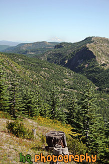 Forest & Mt. Baker in Distance