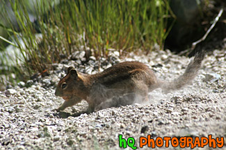 Squirrel Digging Close Up