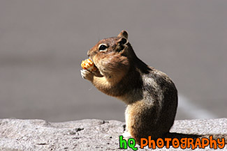 Profile Shot of Squirrel Eating