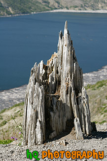 Old Stump in Ground