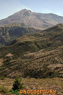 New Growth & Mt. Saint Helens