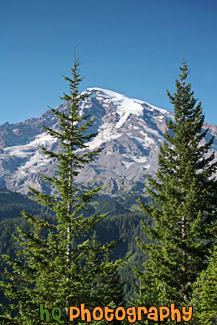 Two Evergreen Trees & Mt. Rainier