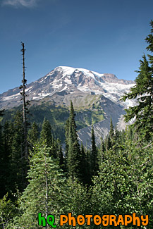 Evergreen Trees, Blue Sky  & Mt. Rainier