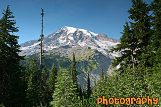 Mt. Rainier & Evergreen Trees Up Close