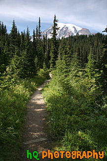 Trail Leading to Mt. Rainier