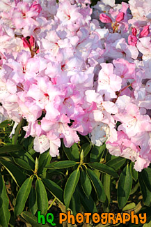 Pink Flowers, Vertical