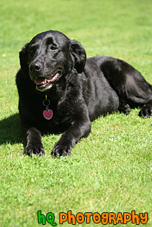 Black Lab Panting in Sunshine