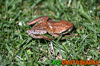 Brown Frog in Grass