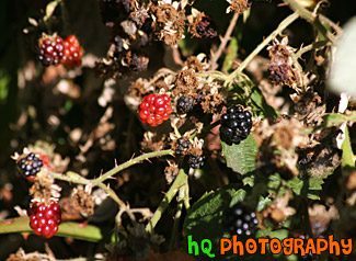 Berries Close Up