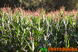 Corn Crop at a Farm