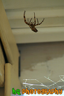 Brown Striped Spider