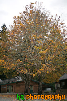 Fall Tree With Yellow Leaves