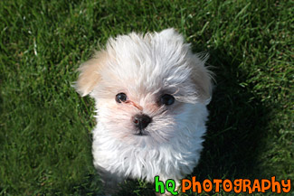 Maltese Puppy Looking up at Camera