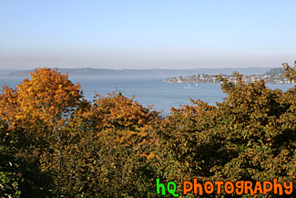 Fall Trees Overlooking Commencement Bay