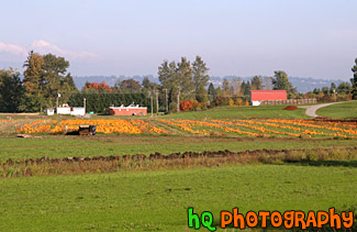 Pumpkin Patch in a Field