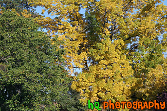 Trees Changing Color to Yellow