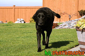 Black Lab Running on Grass