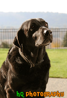 Dog Looking in the Door