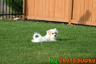 Maltese Puppy Laying on Grass