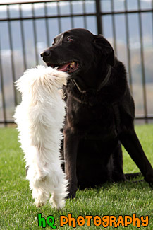 Maltese Standing Up to a Black Lab