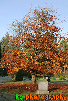 Autumn Tree in Graveyard