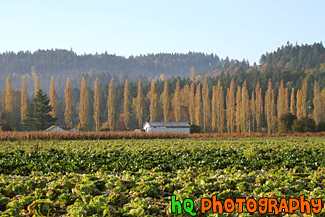 Farm in the Fall