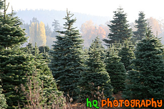 Christmas Trees Outside