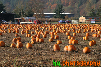 Pumpkin Farm