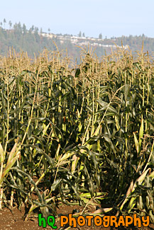 Corn Crops Growing in a Field