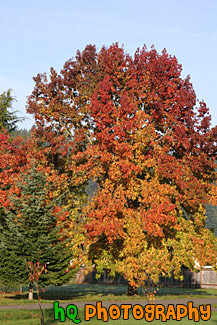 Red, Orange & Yellow Tree