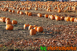 Rows of Pumpkins on Farm