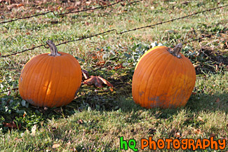 Pumpkins on Grass