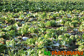 Cabbage on a Farm