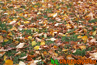 Autumn Leaves Covering Grass