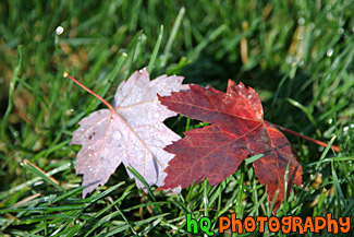 Leaves on Grass Close Up