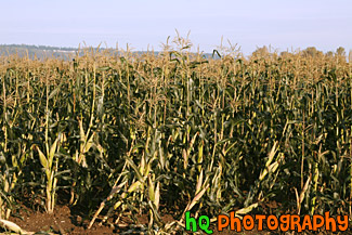 Rows of Corn Stalks