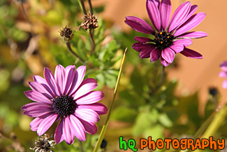 Purple Flowers Up Close